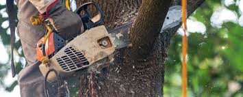 Reliable Williamsville, IL Tree Services Solutions