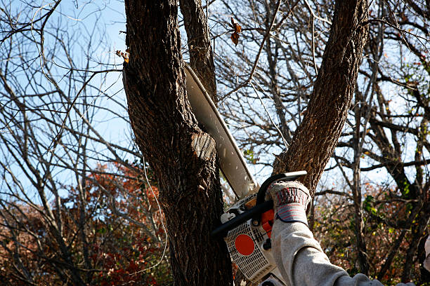 How Our Tree Care Process Works  in  Williamsville, IL